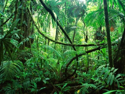 Το δάσος του Αμαζονίου